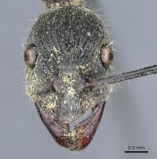 Diacamma ceylonense - CASENT0903871