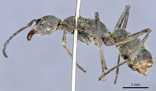 Diacamma ceylonense - CASENT0903871