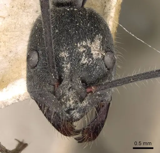 Diacamma colosseense specimen