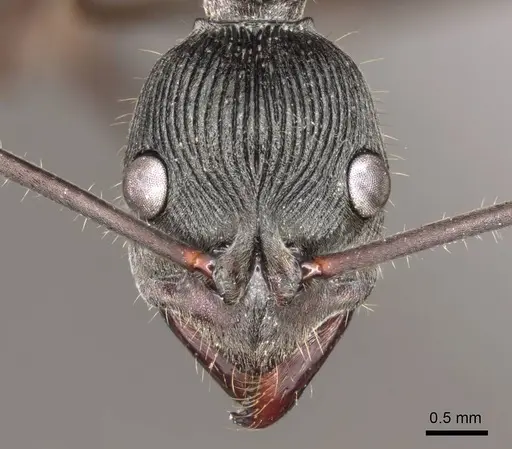 Diacamma concentricum specimen