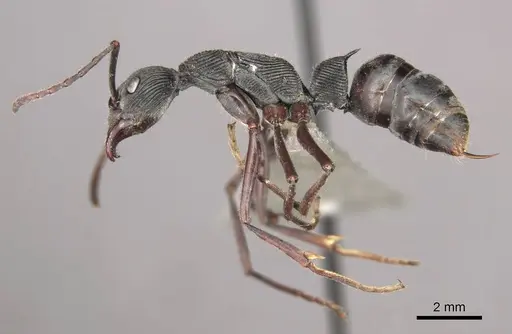 Diacamma concentricum specimen