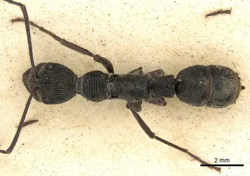 Diacamma cupreum specimen