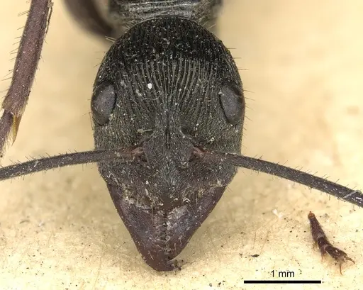 Diacamma cupreum specimen