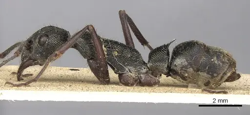 Diacamma cupreum specimen