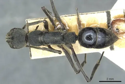 Diacamma cyaneiventre specimen