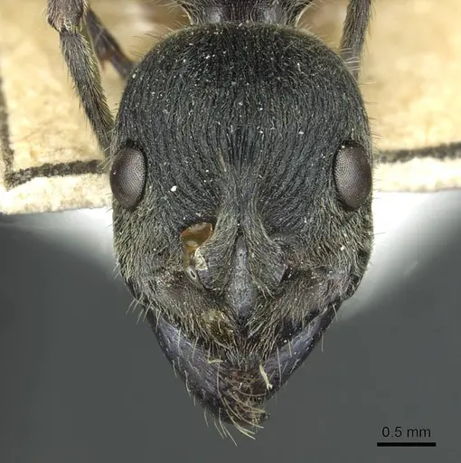 Diacamma cyaneiventre specimen