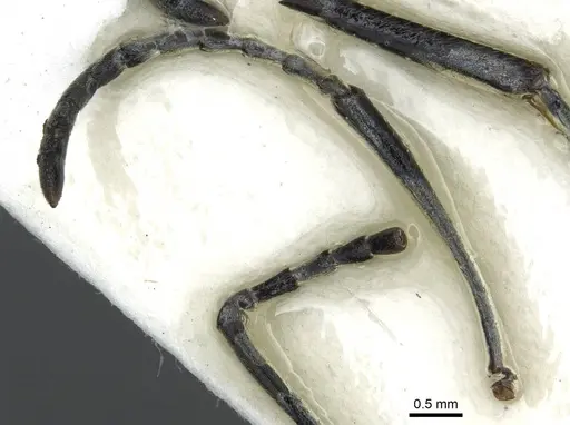 Diacamma cyaneiventre specimen