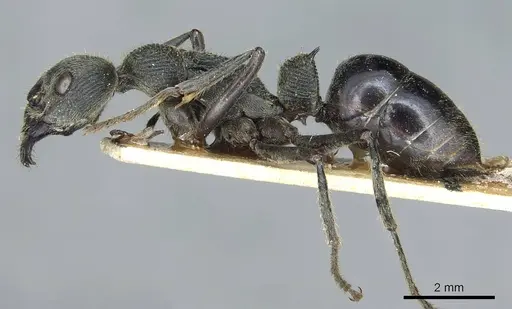 Diacamma cyaneiventre - CASENT0913724