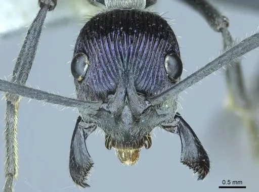 Diacamma excellens specimen