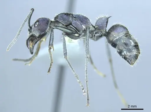 Diacamma excellens specimen