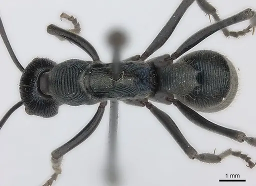 Diacamma generali specimen