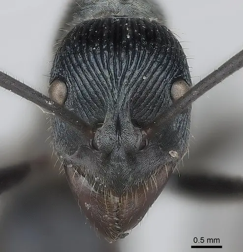 Diacamma generali specimen