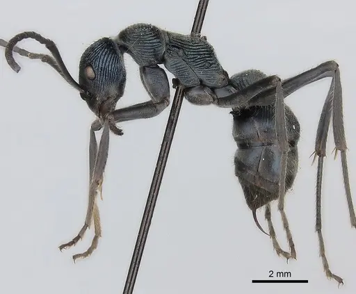 Diacamma generali specimen