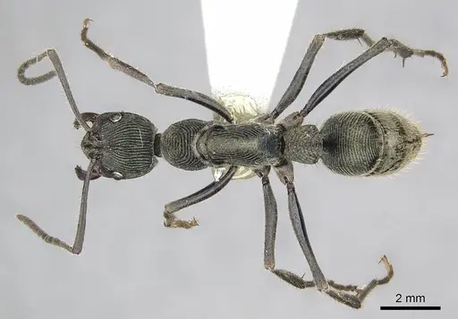 Diacamma generali - CASENT0915964