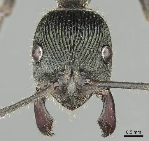 Diacamma generali - CASENT0915964