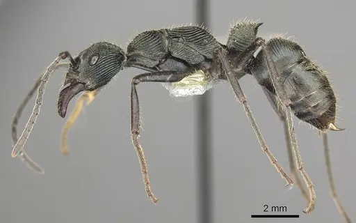 Diacamma generali - CASENT0915964