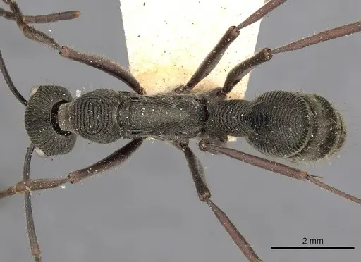 Diacamma geometricum specimen