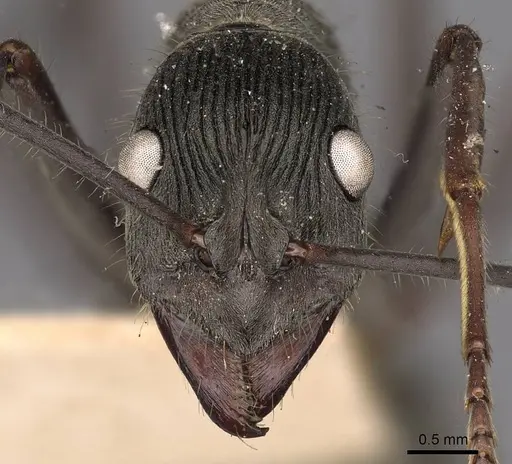 Diacamma geometricum specimen