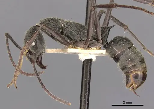 Diacamma geometricum specimen