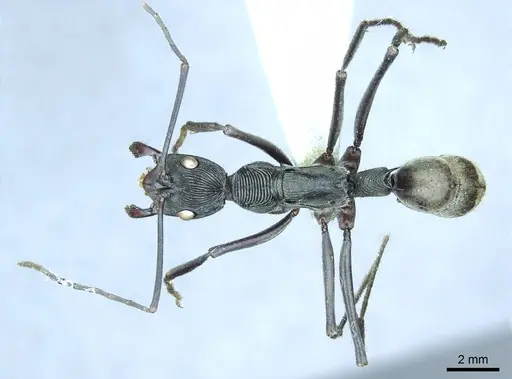 Diacamma gusenleitneri specimen