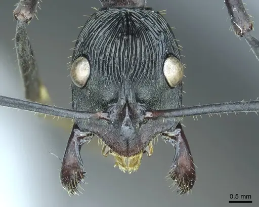 Diacamma gusenleitneri specimen