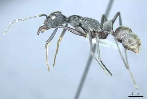 Diacamma gusenleitneri specimen