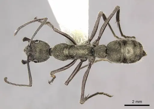 Diacamma holzschuhi specimen