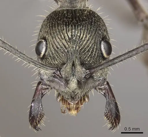 Diacamma holzschuhi specimen