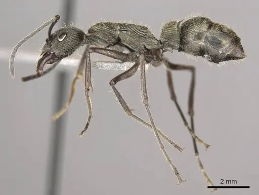 Diacamma holzschuhi specimen