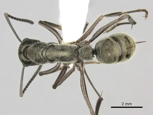 Diacamma indicum specimen