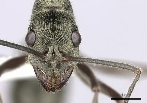 Diacamma indicum specimen