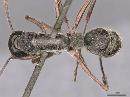 Diacamma indicum - CASENT0907227