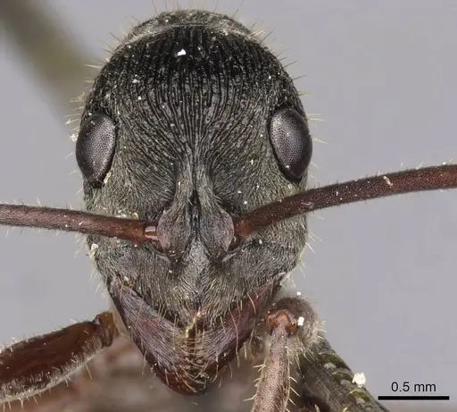 Diacamma indicum - CASENT0907227