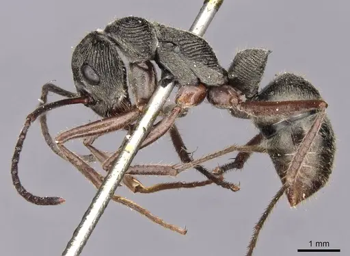 Diacamma indicum - CASENT0907227