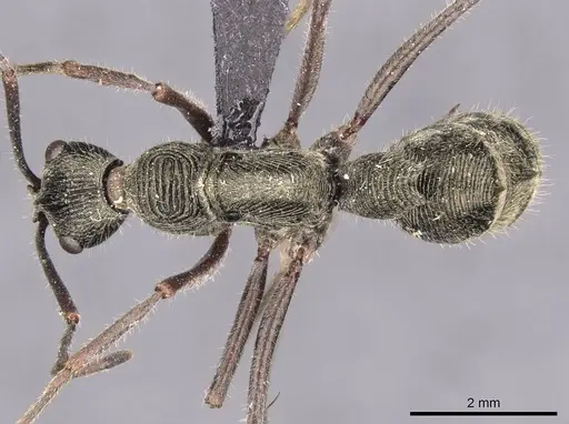 Diacamma indicum - CASENT0907229