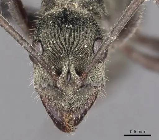 Diacamma indicum - CASENT0907229