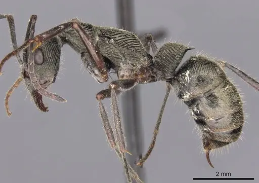 Diacamma indicum - CASENT0907229