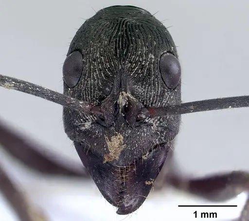 Diacamma intricatum specimen