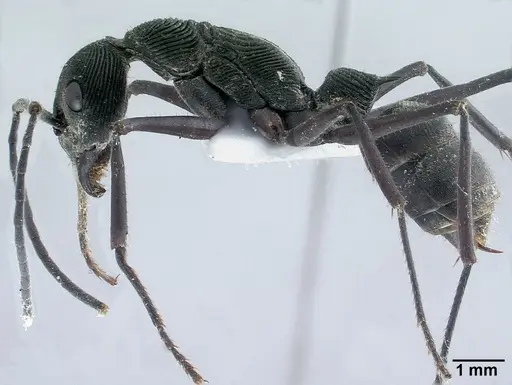 Diacamma intricatum specimen