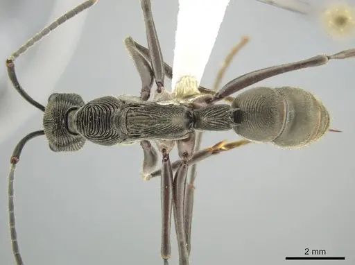 Diacamma intricatum - CASENT0634273