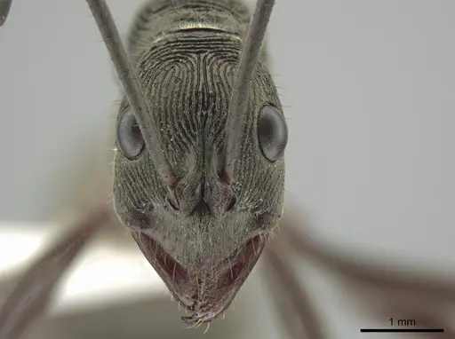 Diacamma intricatum - CASENT0634273