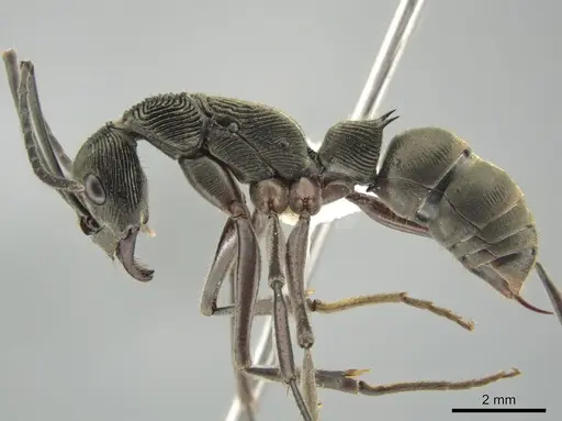 Diacamma intricatum - CASENT0634273