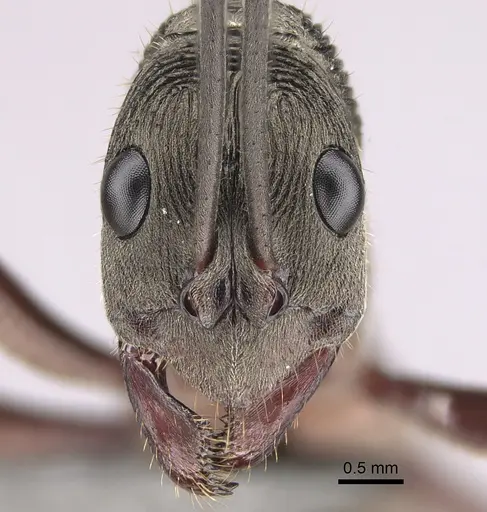 Diacamma intricatum - CASENT0746026