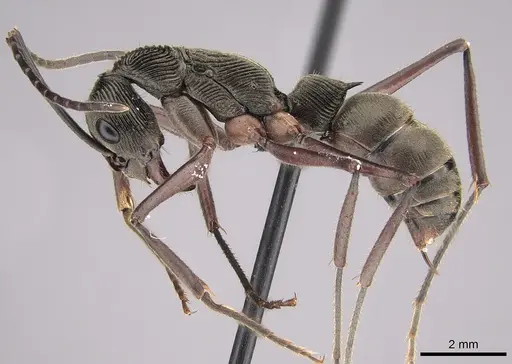 Diacamma intricatum - CASENT0746026