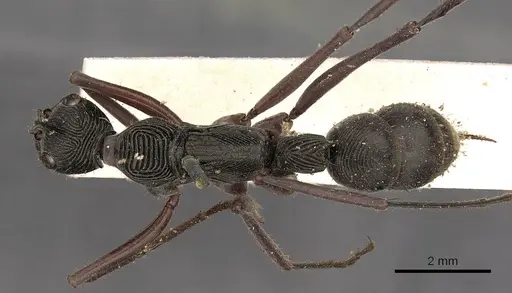 Diacamma intricatum - CASENT0900669