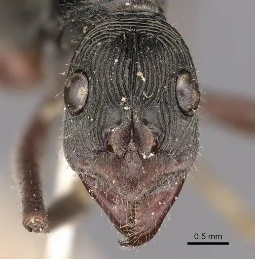 Diacamma intricatum - CASENT0900669