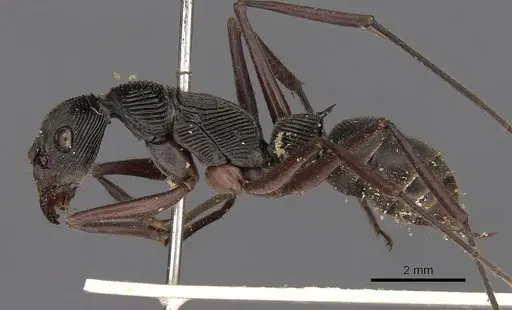 Diacamma intricatum - CASENT0900669