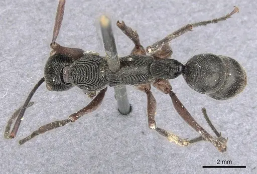 Diacamma intricatum - CASENT0901341