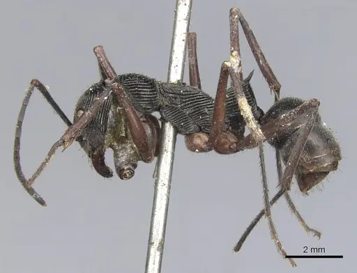 Diacamma intricatum - CASENT0901341