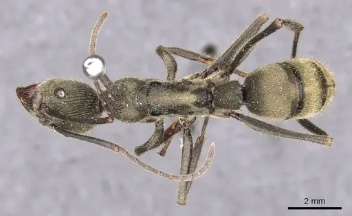 Diacamma jacobsoni specimen